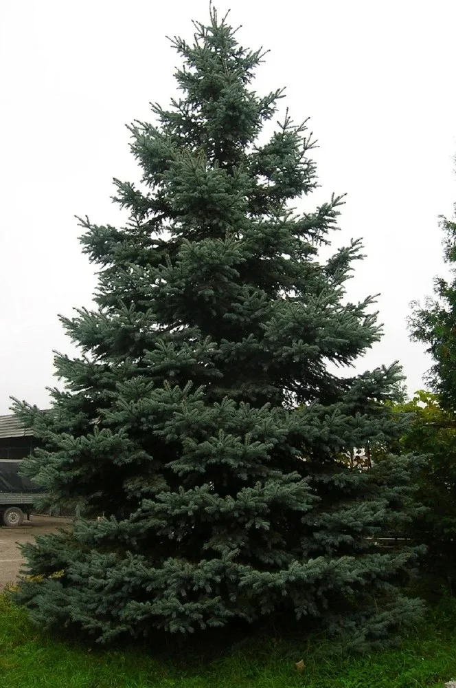 Ель колючая
